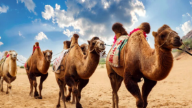 10 Day Inspired Egypt - A Premium Solo Small Group Journey