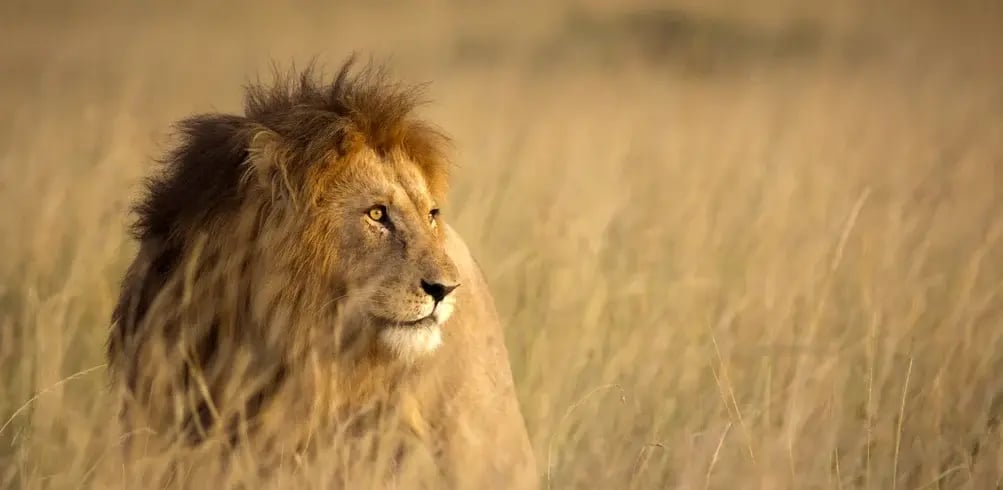 13 Day Essential South Africa with Victoria Falls