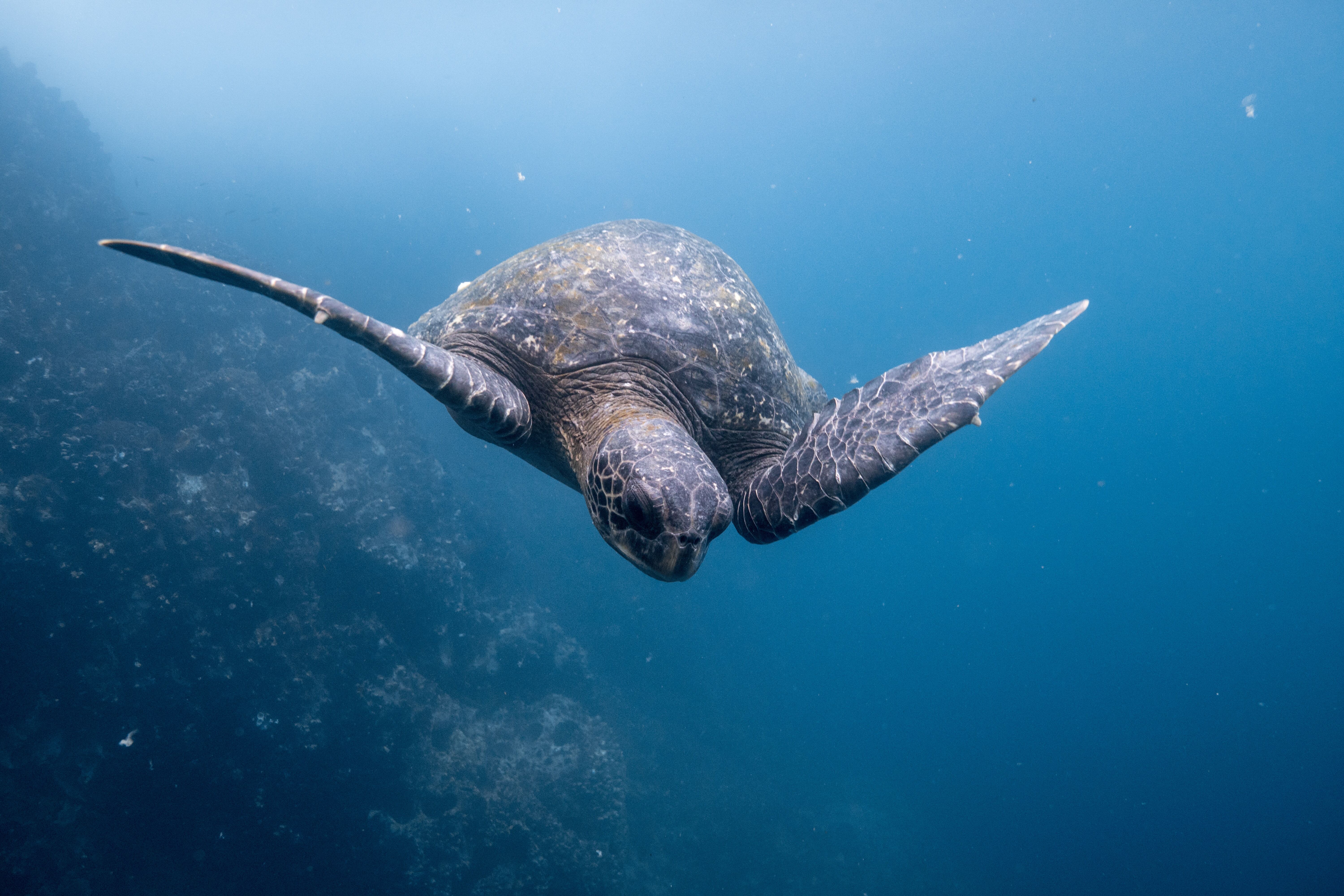 Ecuador_Galapagos_GreenSeaTurtleSwimming