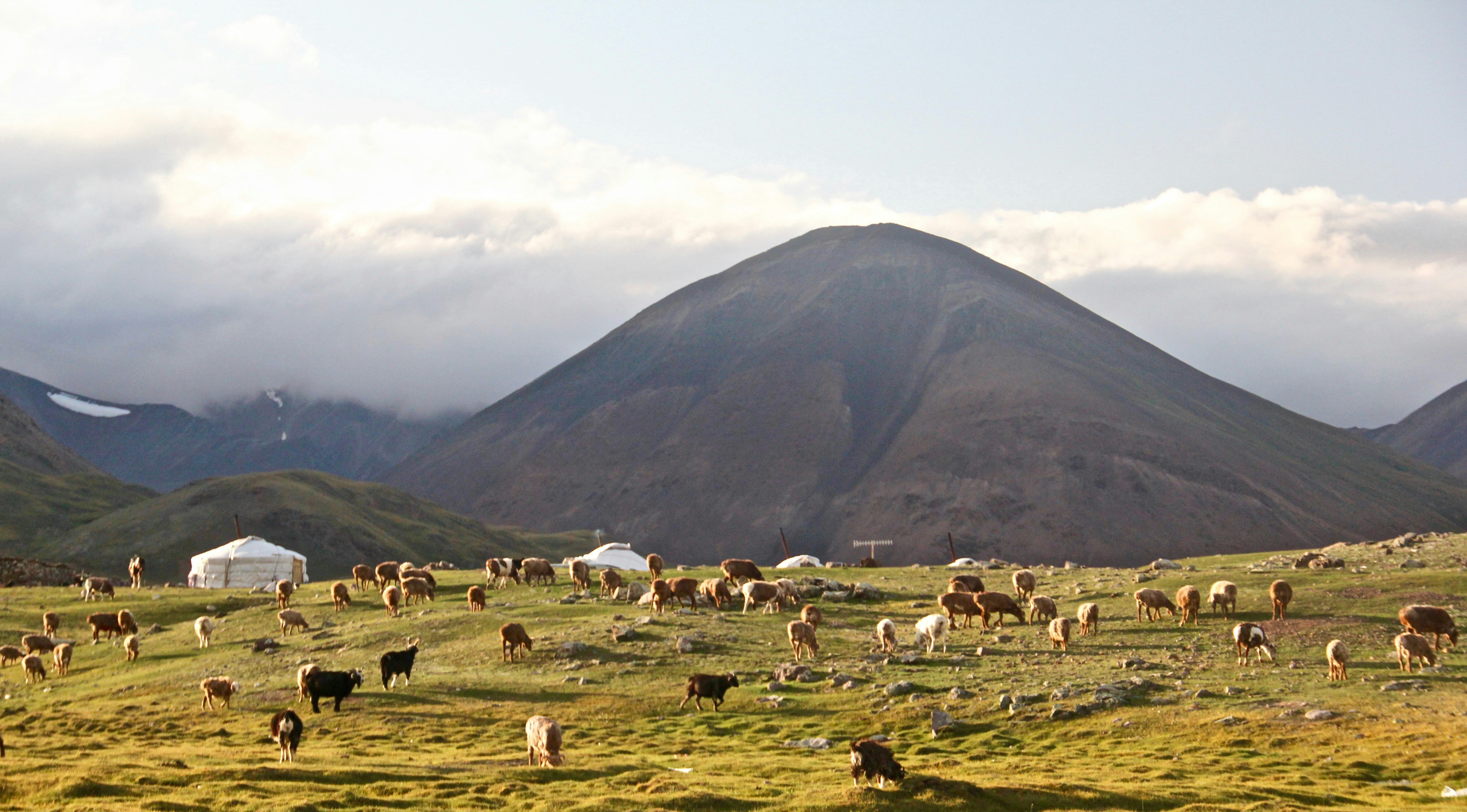Mongolia_AltaiMountains_AnimalsOnField_U