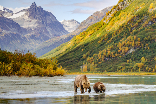 Bears and mountains in Canada and Alaska