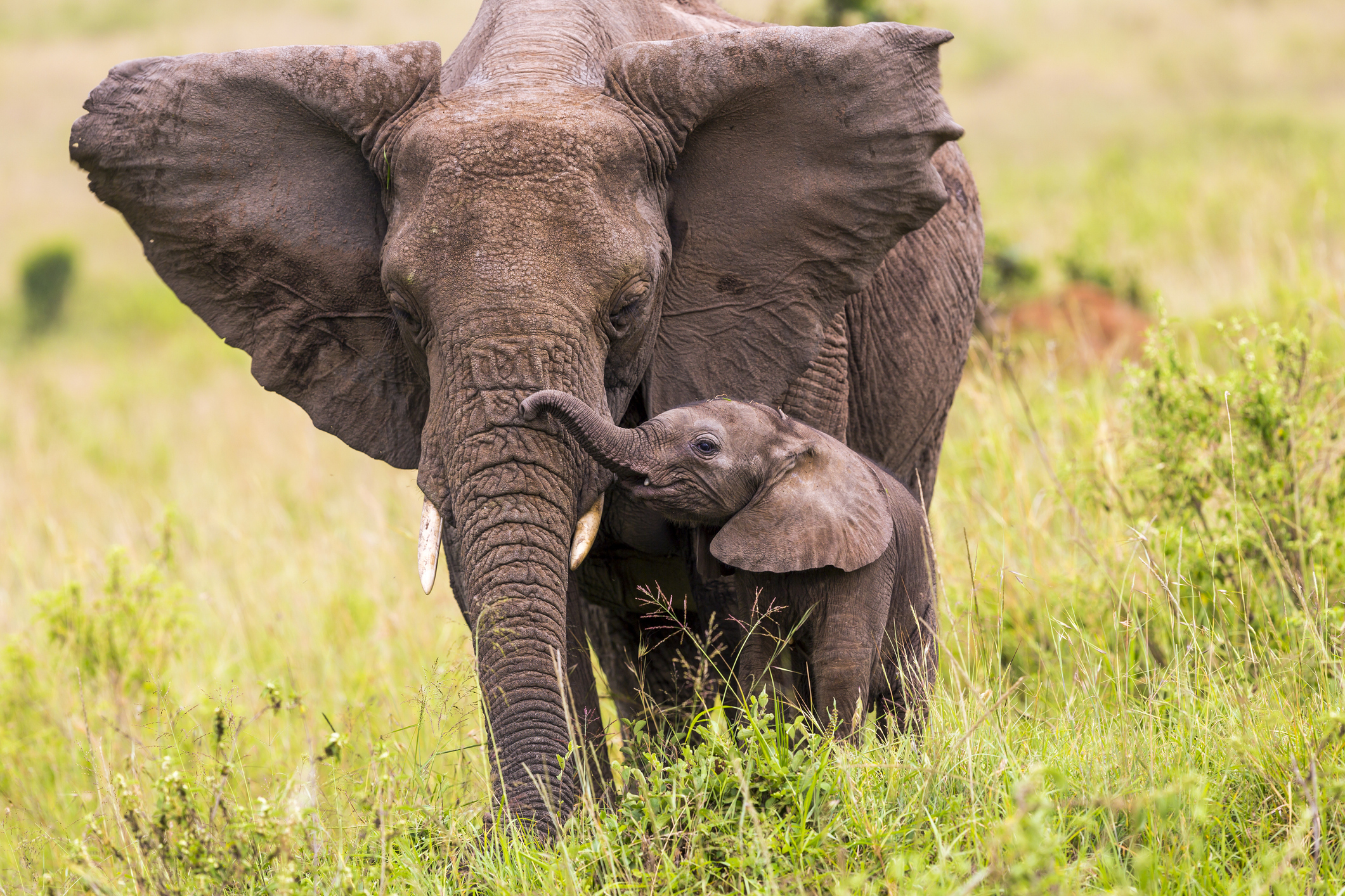 Spend the day exploring Africa with a series of live online presentations from the destination experts.